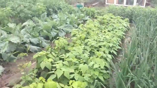 ТУР ПО ОГОРОДУ. Показываю свой огород смотреть онлайн