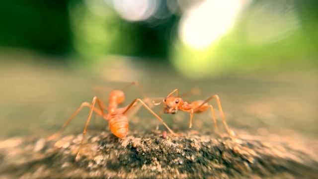 Shoot on iphone-xs Macro смотреть онлайн