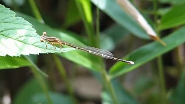 モノサシトンボ　（Copera annulata） 2009 Video 02 смотреть онлайн