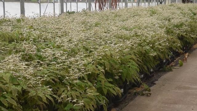 Epimedium Variety Comparison | Walters Gardens смотреть онлайн