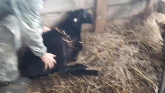 Баранчик 7 месяцев. Племенное хозяйство по Едильбаевской породе Северный Казахстан 87776796666 смотреть онлайн