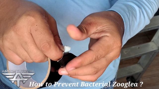 Bacterial Zooglea What Is It?