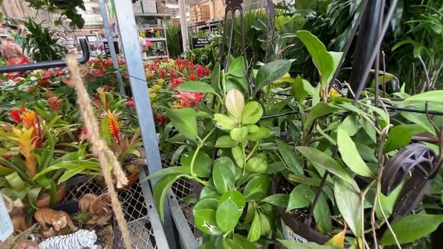 Houseplant Shopping at Home Depot 🌿👀 Browsing + finding a longtime wishlist Monstera + cool cactus смотреть онлайн