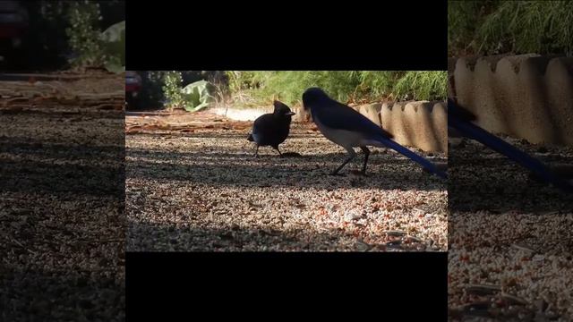 Видео Для Кошек Птички#catlovers #katt #catvideos #cat #funny #blackcatmajk #funnyvideo