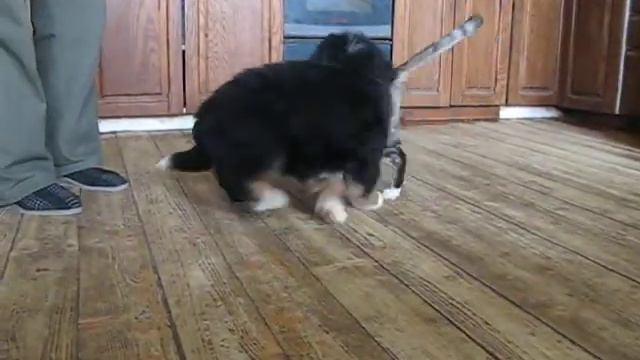 Niklaus Iz Bolshogo Doma, berner sennenhund, puppy смотреть онлайн