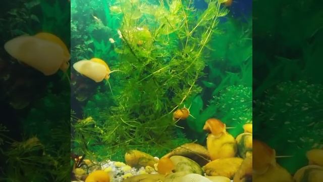 ?Аквариум с улитками Ампуляриями живет по своим законам. смотреть онлайн