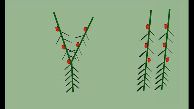 4 томата в ОДНУ ЛУНКУ, или как ФОРМИРОВАТЬ помидоры, в 1 или в 2 стебля. смотреть онлайн
