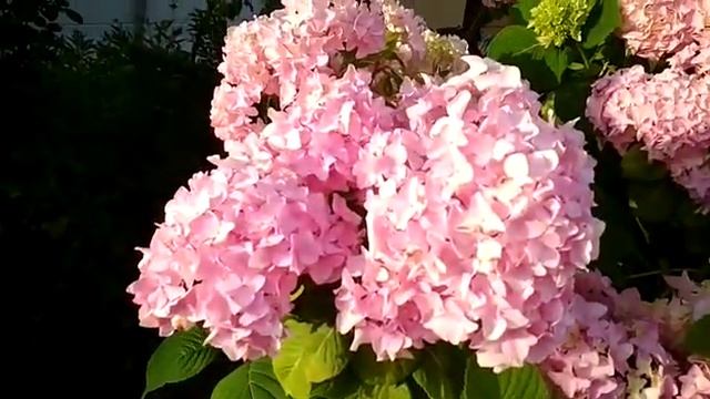 Сочи. Цветет гартензия. . смотреть онлайн