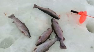 Рыбалка на зимние удочки ловля форели на сырную пасту.