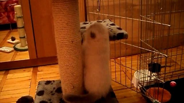 шотландские вислоухие котята.AVI смотреть онлайн