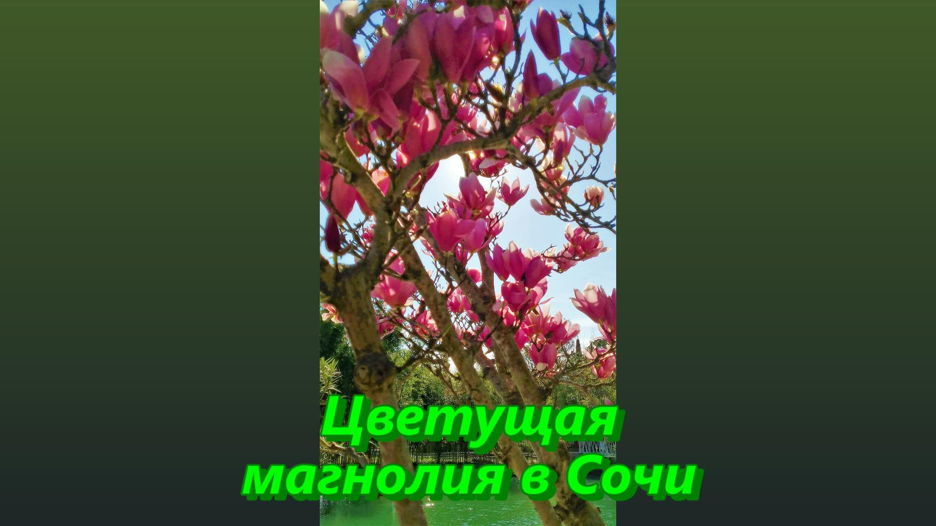 Цветущая магнолия в Сочи сегодня смотреть онлайн