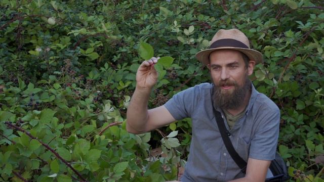 Blackberry Benefits | Brambles, Rambles, And More...