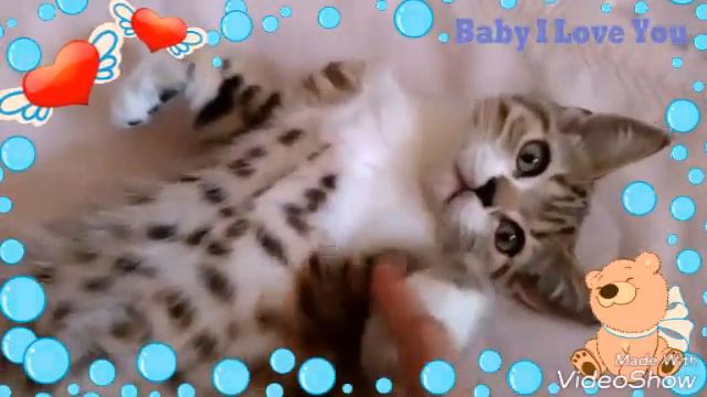 Шотландский плюшевый тигренок. Продажа смотреть онлайн