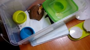 Как правильно кормить и содержать геккона эублефара