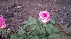 Роза Утро Парижа.