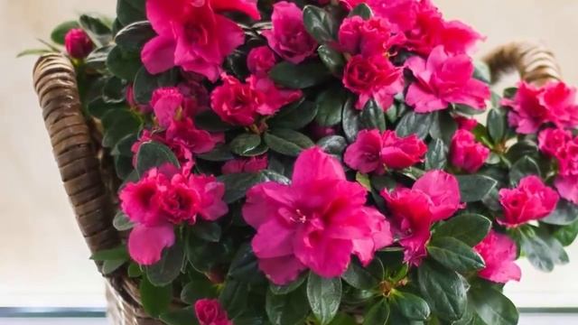 Азалия в доме! Приметы и суеверия связанные с Азалией комнатной! смотреть онлайн