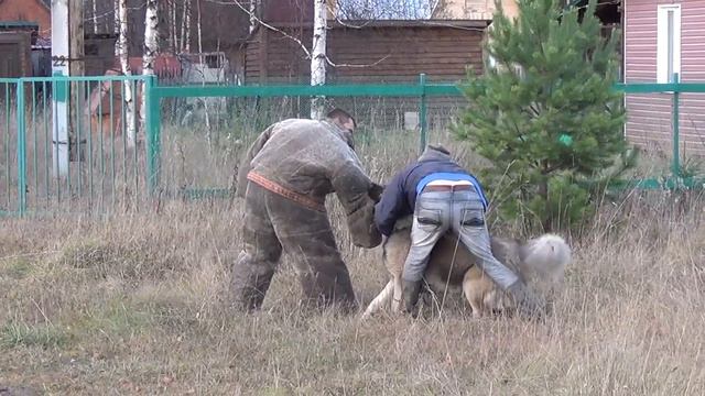 Тамир Защита по прогулке смотреть онлайн