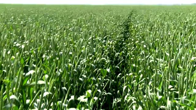 Озимая посеянная румом, результат. 15.05.19 смотреть онлайн