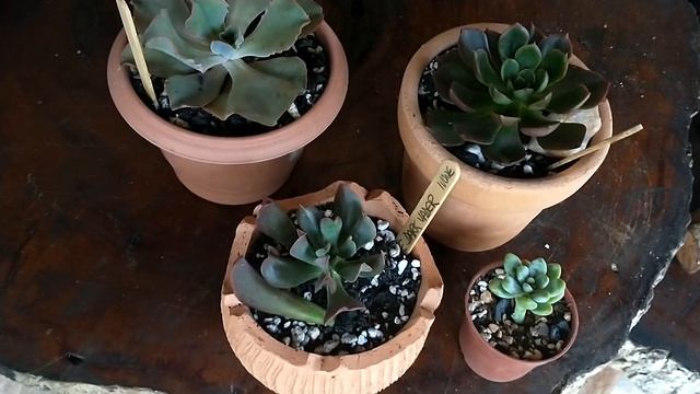 Echeveria Dark Vader#Sonho realizado .