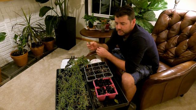Lavender Propagation - Winter 2021 in Chicago! смотреть онлайн