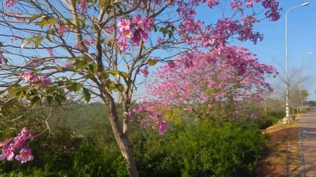 Табебуйя . смотреть онлайн