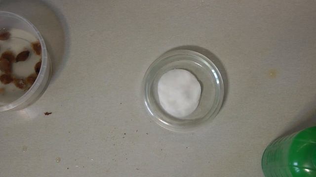 Выращиваем Мангустин (мангостан) из семян смотреть онлайн