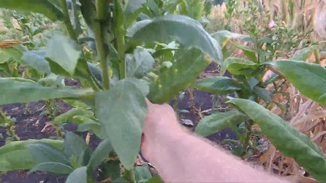 третья ломка сорта дюбек 22.08.2021 смотреть онлайн