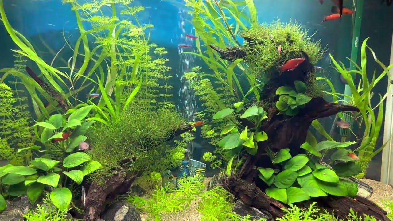 Пресноводное оформление с живыми растениями смотреть онлайн