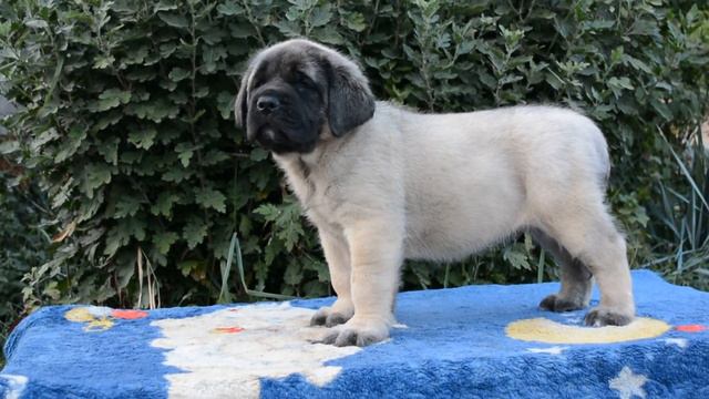 English Mastiff puppies / английский мастиф мальчик LAKI Grand Life Energy,,, смотреть онлайн