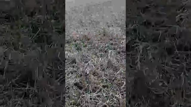 Натаска Английский Пойнтер смотреть онлайн