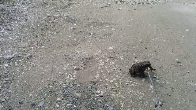 Monster frog (toad) walking like a boss смотреть онлайн