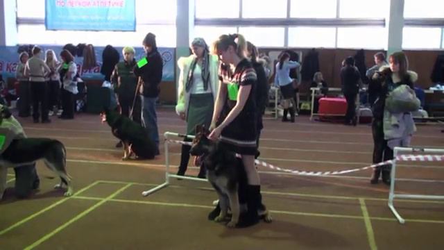 Восточно европейская овчарка Хани Стар - ЛЩ.mpg смотреть онлайн