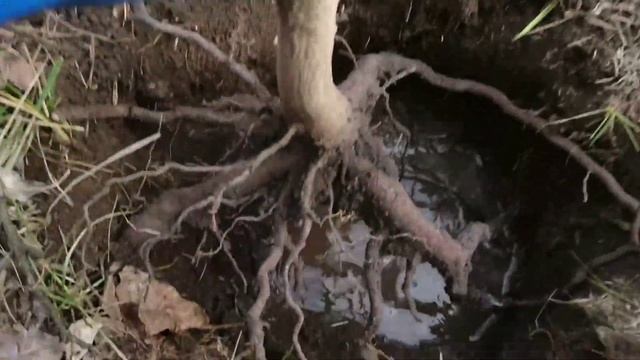 Наша павловния. Апрель. Пересадка на постоянное место. смотреть онлайн