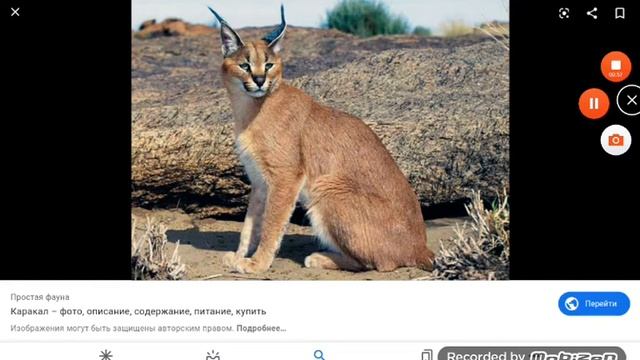 Каракал кто он?