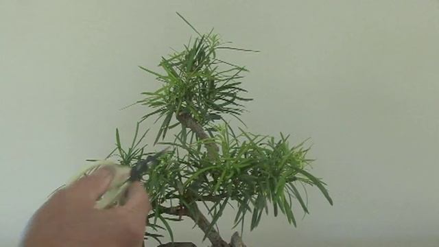 HOW TO MAINTAIN PODOCARPUS BONSAI смотреть онлайн