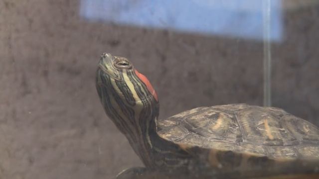 Red-eared sliders sleep - Красноухая черепаха спит смотреть онлайн