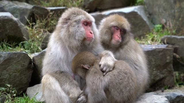 Прорвало землю в Японии. Розыгрыш денег. Нагано. Зимние Обезьяны.