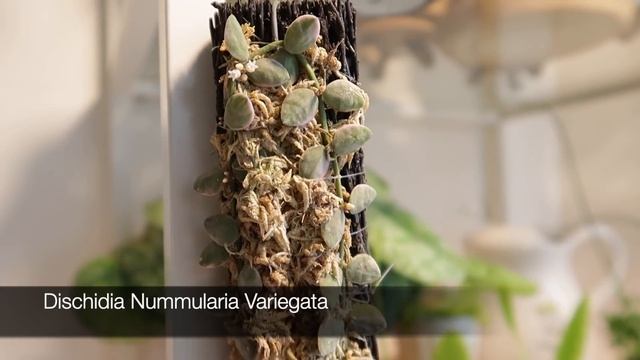 Spring 2021 Dischidia Collection смотреть онлайн