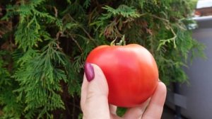 Томат ШТАМБОВЫЙ КОРОЛЬ. Обзор сортов ТОМАТОВ!