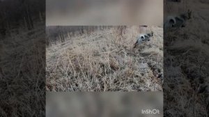 Ниссан Датсун в деле