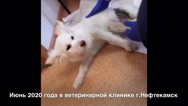ПВС г.Нефтекамск с.Амзя весна-лето 2020 год МБУ Служба чистоты и порядка смотреть онлайн