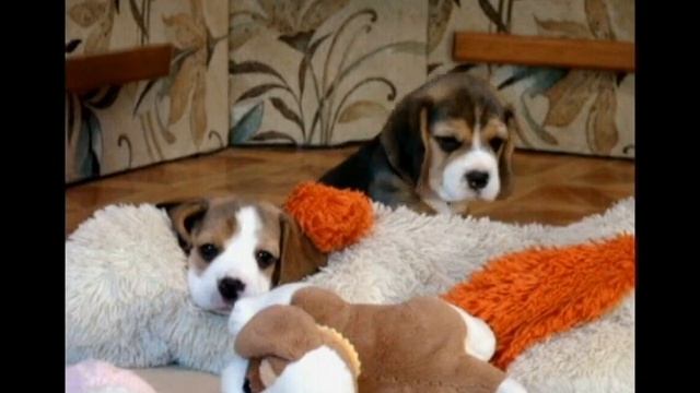 Щенки бигля. Помет - U смотреть онлайн