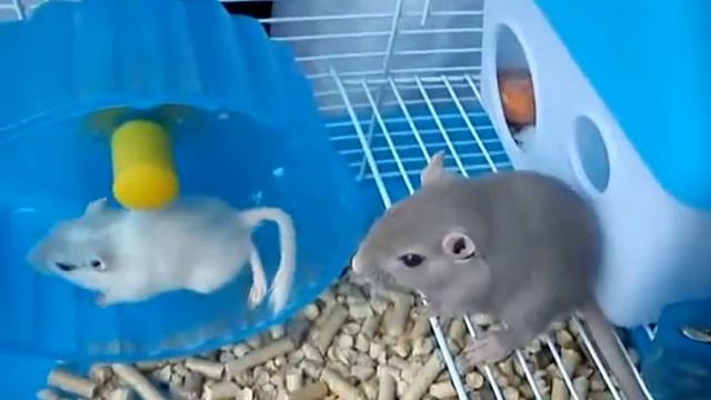Тушканчик бегает в колесе. смотреть онлайн