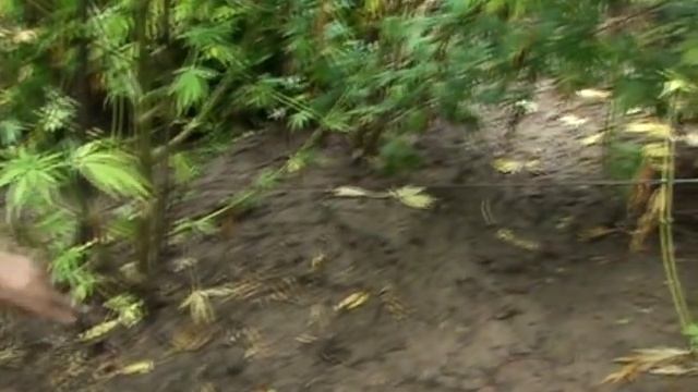 Jorge's Guide to Guerilla Gardens смотреть онлайн