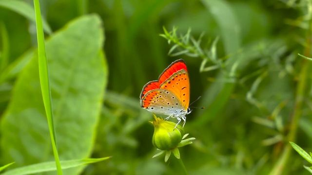 Экхарт Толле - ПРЕОДОЛЕНИЕ МИРА [Лекции 07] Nikosho смотреть онлайн