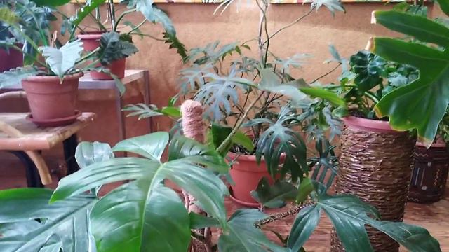 Комнатные цветы. Обзор. Январь 2021. смотреть онлайн