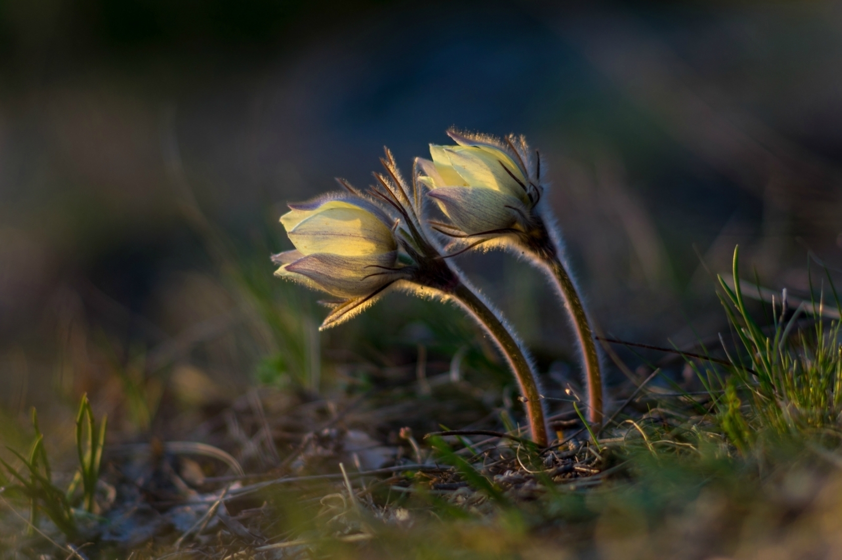 Пробуждение