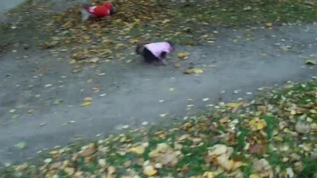 Первая прогулка Кнопки