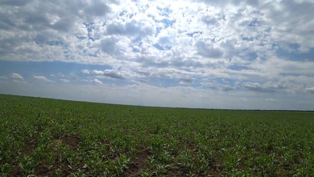 Состояние сафлора посеянного по нуту на 10 июня 2020г. смотреть онлайн