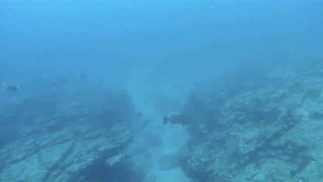 Cabrilla (Leopard Grouper) Spearfishing